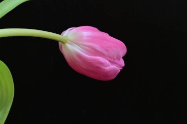 Siyah arka planda güzel bir lale çiçeği