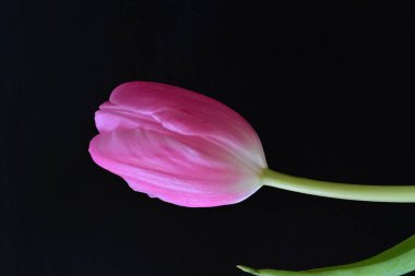 Siyah arka planda güzel bir lale çiçeği