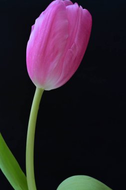 Siyah arka planda güzel bir lale çiçeği