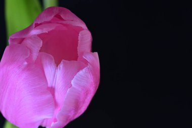 Koyu arkaplanda mor lale, görüntüyü kapat