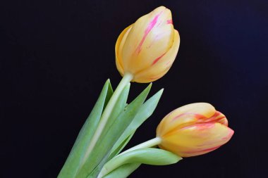 Siyah arkaplanda güzel sarı ve kırmızı laleleri kapatın.