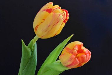 Siyah arkaplanda güzel sarı ve kırmızı laleleri kapatın.