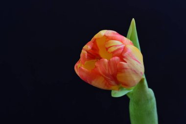 Siyah arka planda güzel bir lale çiçeği