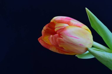 Siyah arka planda güzel bir lale çiçeği