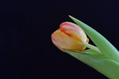 Siyah arka planda güzel bir lale çiçeği