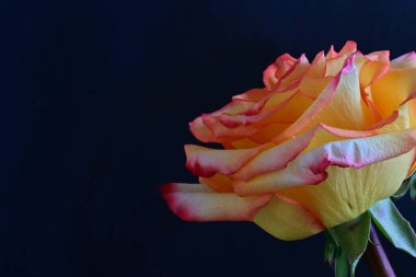 Siyah arkaplanda güzel sarı bir gül 