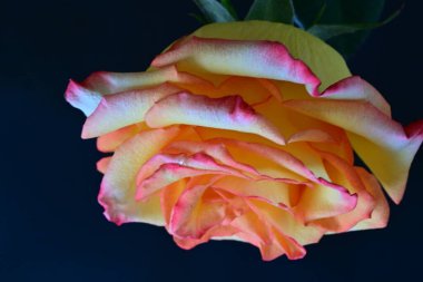 Siyah arkaplanda güzel sarı bir gül 