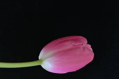 Siyah arkaplanda açan güzel lalenin yakın görüntüsü 