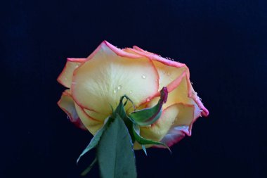 Karanlıkta güzel bir gül, siyah arkaplanda çiy damlaları. 