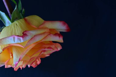 Karanlıkta güzel bir gül, siyah arkaplanda çiy damlaları. 