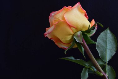 Karanlıkta güzel bir gül, siyah arkaplanda çiy damlaları. 