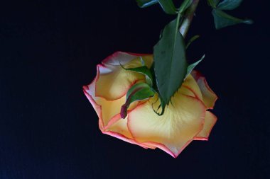 Karanlıkta güzel bir gül, siyah arkaplanda çiy damlaları. 