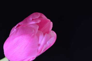 siyah zemin Pembe Lale 