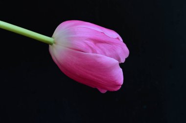 siyah zemin Pembe Lale 