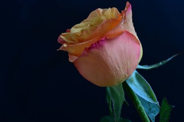 Su damlalarıyla siyah arka planda güzel bir gül çiçeği 