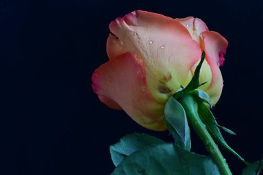 Su damlalarıyla siyah arka planda güzel bir gül çiçeği 