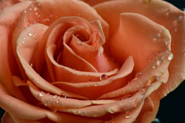 Su damlalarıyla siyah arka planda güzel bir gül çiçeği 