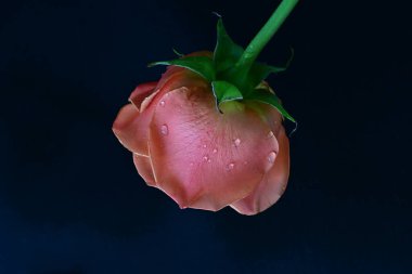 Su damlalarıyla siyah arka planda güzel bir gül çiçeği 