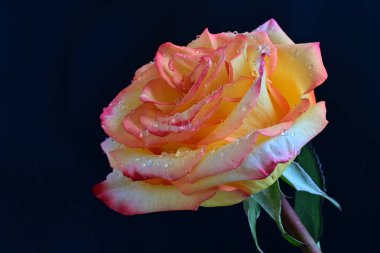 Su damlalarıyla siyah arka planda güzel bir gül çiçeği 