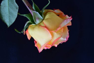 Su damlalarıyla siyah arka planda güzel bir gül çiçeği 