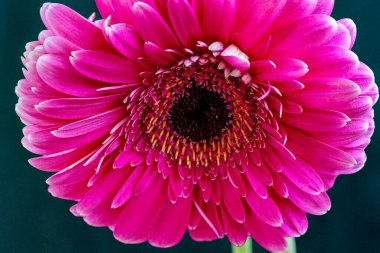 Büyüleyici güzellikteki Gerbera çiçeğine yakın.