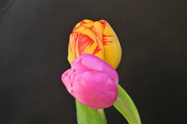 Siyah arka planda güzel lale çiçekleri, bahar konsepti, yakın görüş 