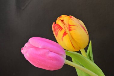 Siyah arka planda güzel lale çiçekleri, bahar konsepti, yakın görüş 