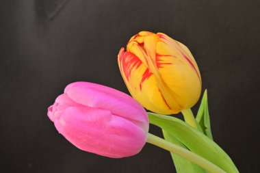 Siyah arka planda güzel lale çiçekleri, bahar konsepti, yakın görüş 