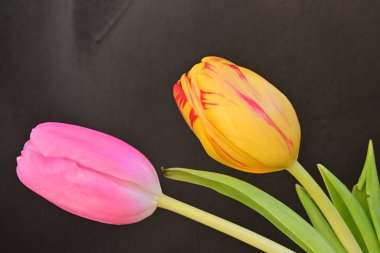 Siyah arka planda güzel lale çiçekleri, bahar konsepti, yakın görüş 