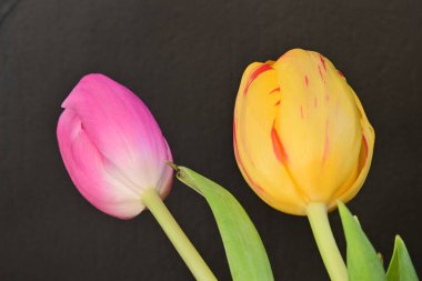 Siyah arkaplanda pembe ve turuncu laleler.