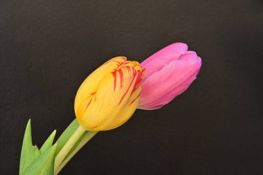 Siyah arkaplanda pembe ve turuncu laleler.