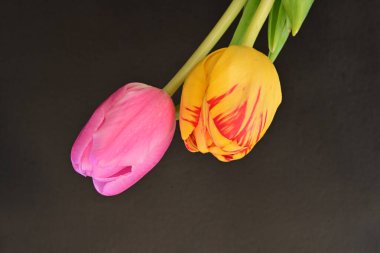 Siyah arkaplanda pembe ve turuncu laleler.