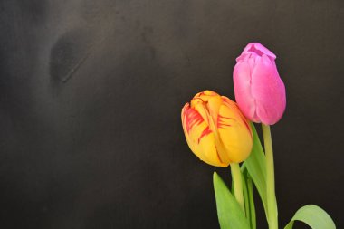 Siyah arkaplanda pembe ve turuncu laleler.