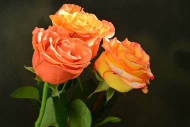 Koyu arkaplanda turuncu güller 