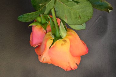 Koyu arkaplanda turuncu güller 