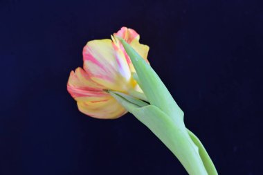 Siyah arka planda lale çiçeği. bahar çiçeği. 