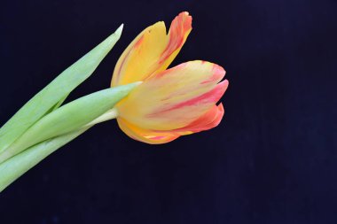 Siyah arkaplanda bir lalenin kapağını kapat