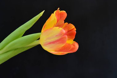 Siyah arkaplanda bir lalenin kapağını kapat