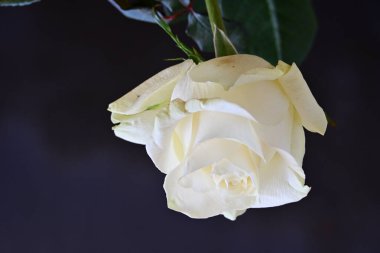 Koyu arkaplanda güzel beyaz bir gül