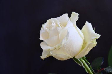 Koyu arkaplanda güzel beyaz bir gül