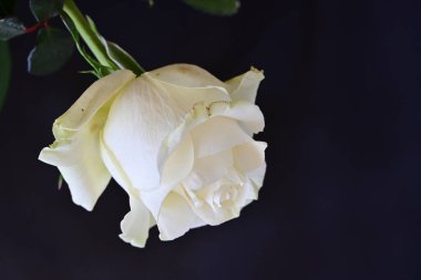 Koyu arkaplanda güzel beyaz bir gül