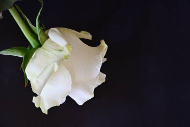 Koyu arkaplanda güzel beyaz bir gül