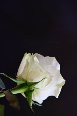 Koyu arkaplanda güzel beyaz bir gül