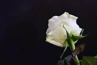 Koyu arkaplanda güzel beyaz bir gül