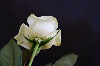 Koyu arkaplanda güzel beyaz bir gül