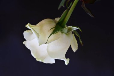 Koyu arkaplanda güzel beyaz bir gül