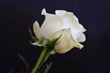 Koyu arkaplanda güzel beyaz bir gül