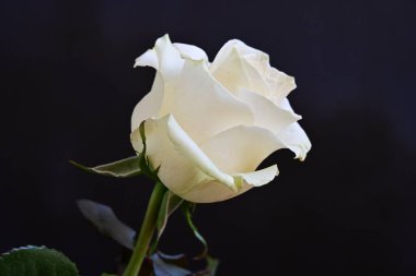 Koyu arkaplanda güzel beyaz bir gül