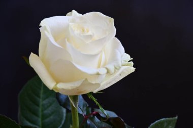 Koyu arkaplanda güzel beyaz bir gül