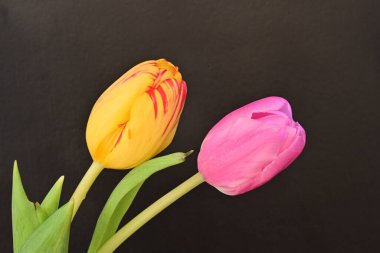 Siyah arkaplanda laleler 